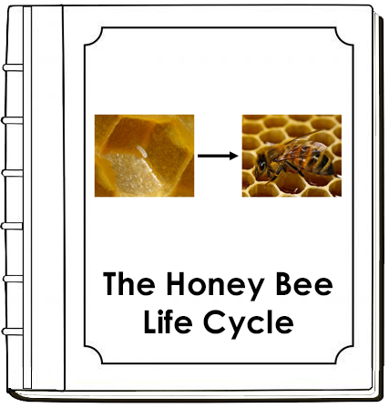 Honey Bee Life Cycle Book - Montessori Print Shop Digital Download