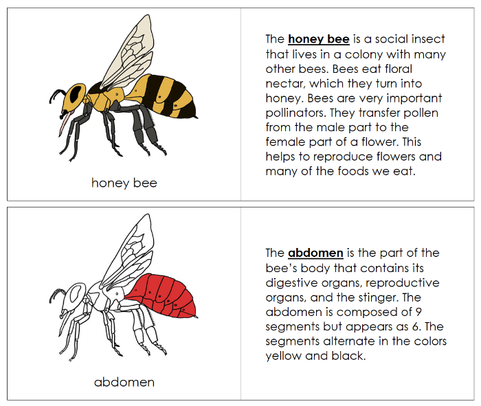 Parts of a Honey Bee Nomenclature Book (red) - Montessori Print Shop Digital Download
