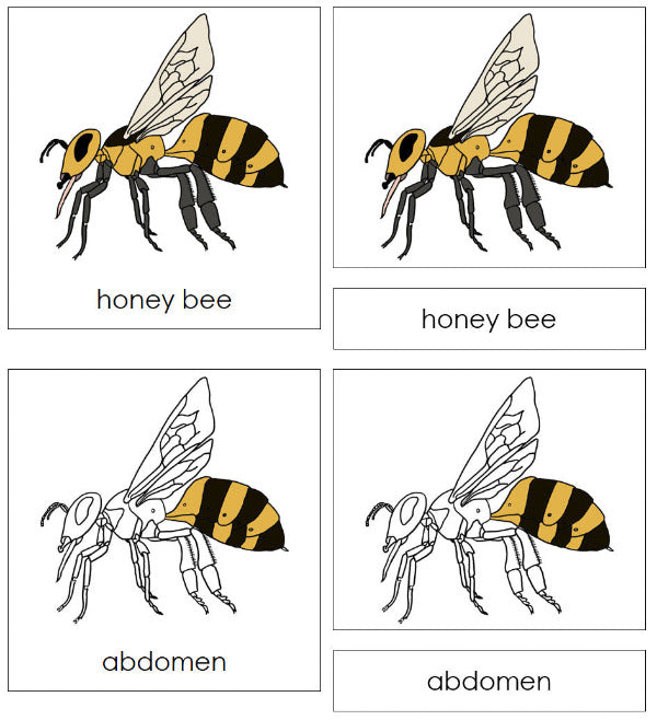 Parts of a Honey Bee 3-Part Nomenclature Cards by Montessori Print Shop