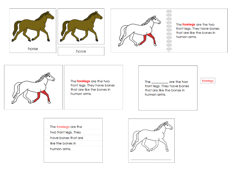 Montessori Parts of a Horse Nomenclature Definition Set - Montessori Print Shop Digital Download