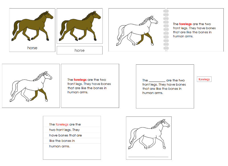 Montessori Parts of the Horse Nomenclature Definition Set - Montessori Print Shop Digital Download