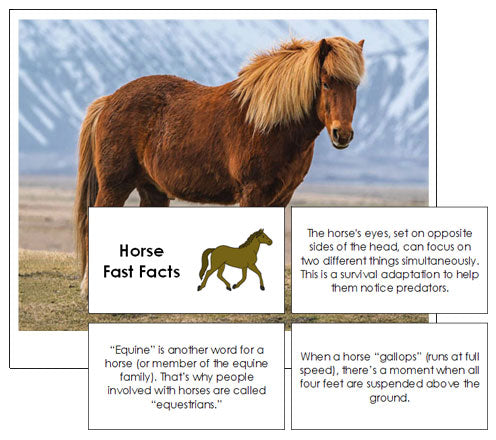 Horse Fast Facts & Pictures - Montessori Print Shop