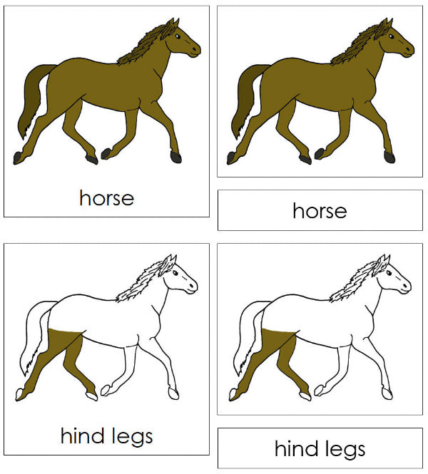 Parts of a Horse 3-Part Nomenclature Cards by Montessori Print Shop