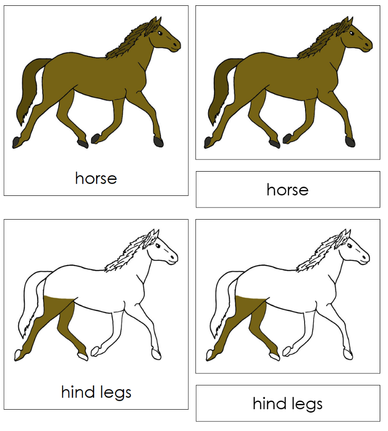 Montessori Parts of the Horse Nomenclature Definition Set - Montessori Print Shop Digital Download