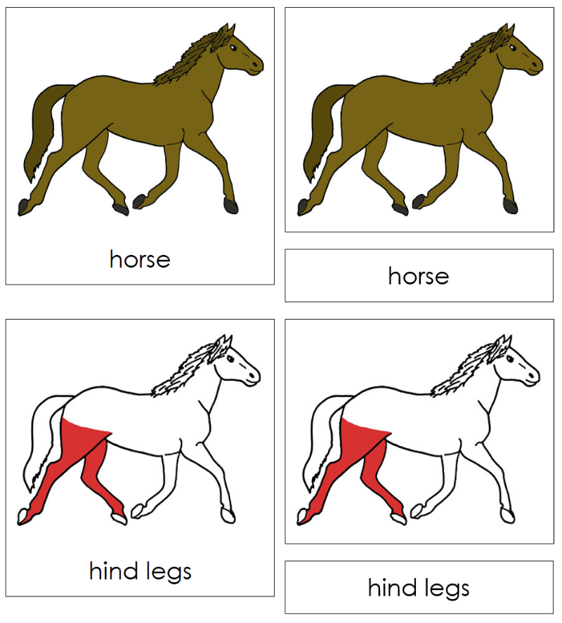 Montessori Parts of a Horse Nomenclature Definition Set - Montessori Print Shop Digital Download