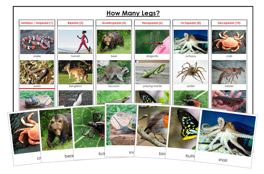 How Many Legs Do These Animals Have?  - Montessori Print Shop Digital Download