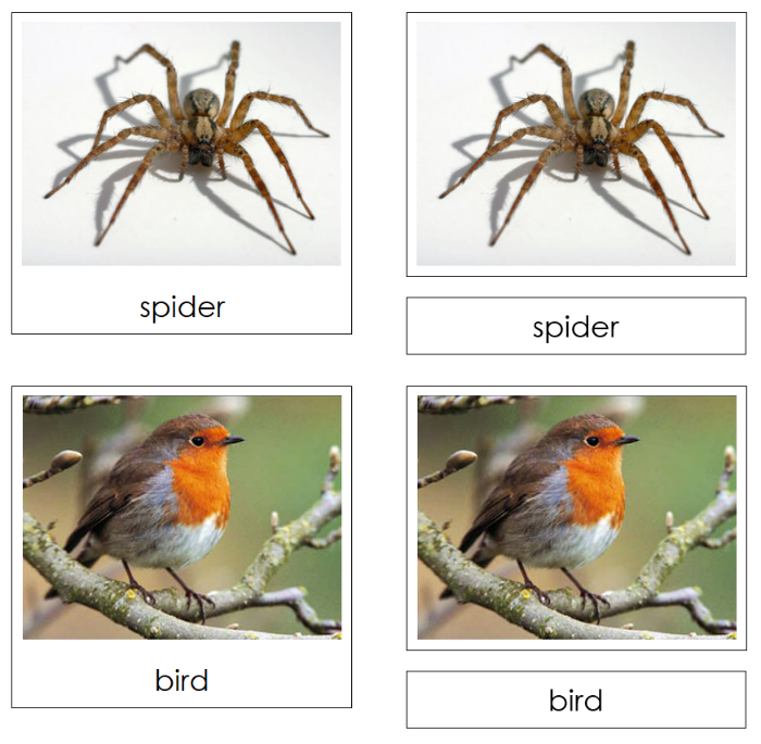 How Many Legs Do These Animals Have?  - Montessori Print Shop Digital Download