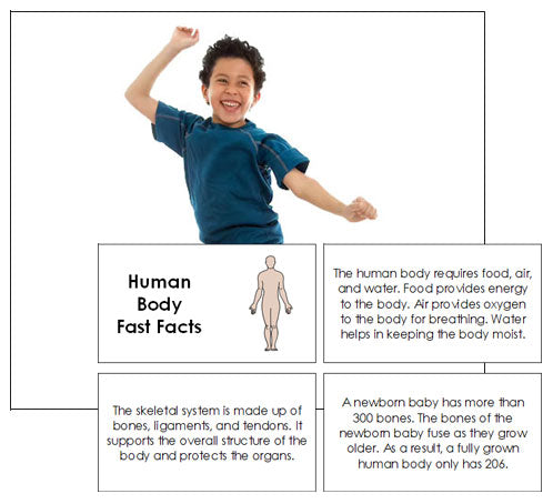 Human Body Fast Facts & Pictures - Montessori Print Shop