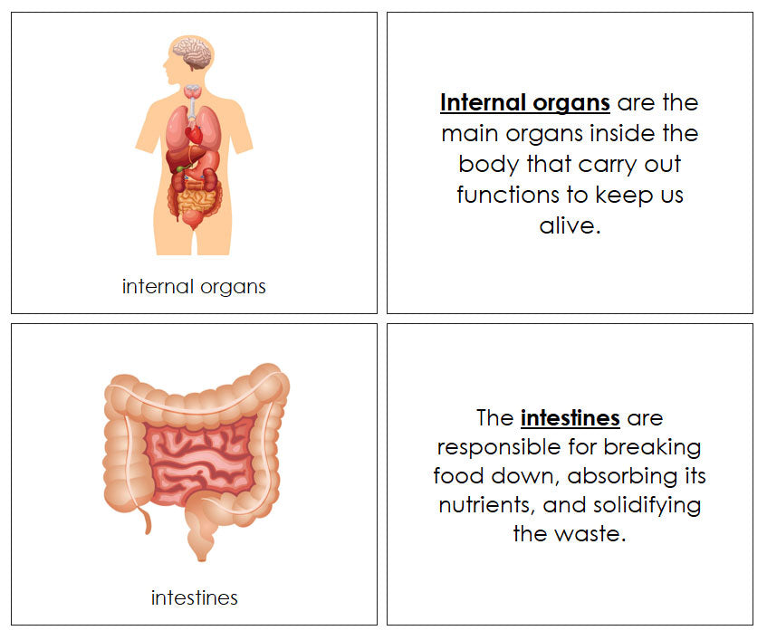 Organs Fact File Human Internal Organs Nomenclature Book - Montessori Print Shop Digital ...