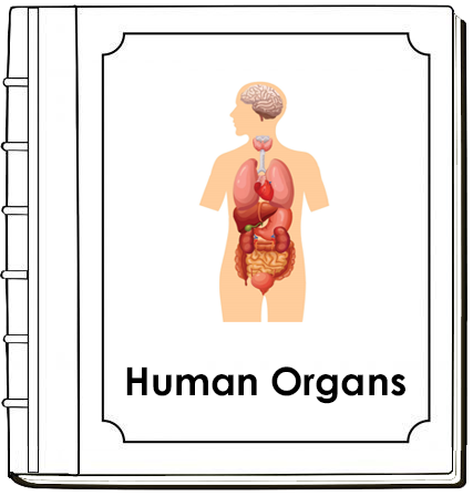 Human Organs Nomenclature Book - Montessori Print Shop Digital Download