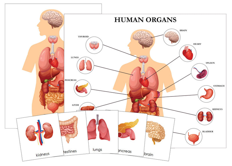 Human Organs Charts & 3-Part Cards - Montessori Print Shop Digital Download