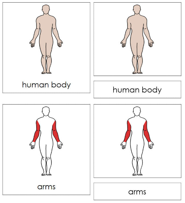 Parts of a Human Body Nomenclature Cards (red) -- Montessori Print Shop Digital Download