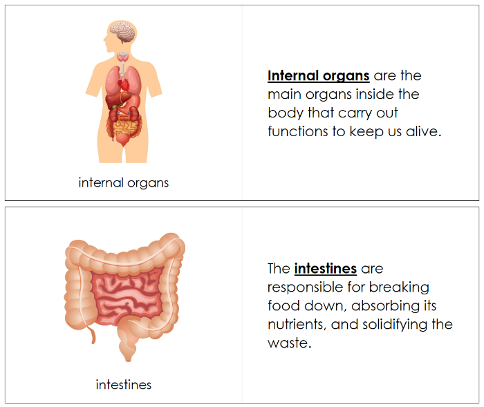 Human Organs Nomenclature Book - Montessori Print Shop Digital Download