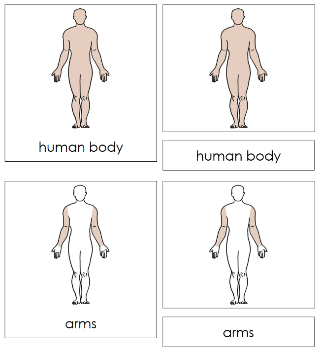 Parts of a Human Body Nomenclature Cards - Montessori Print Shop Digital Download