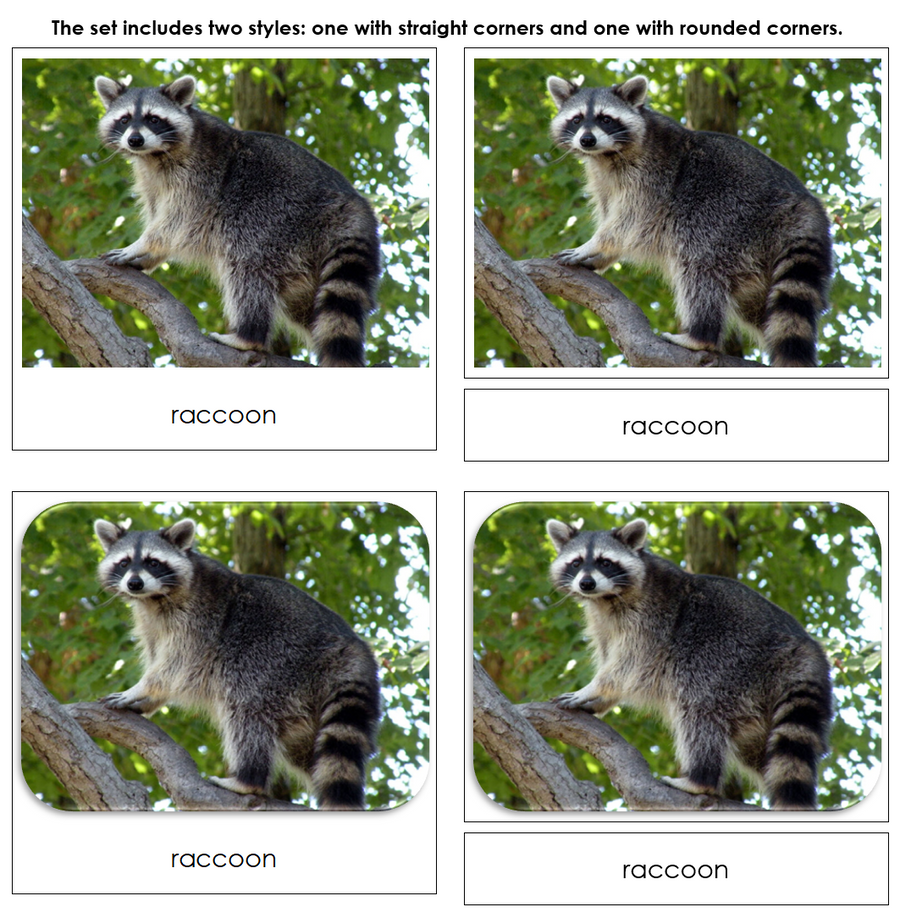 In The Woods Safari Toob Cards - Montessori Print Shop