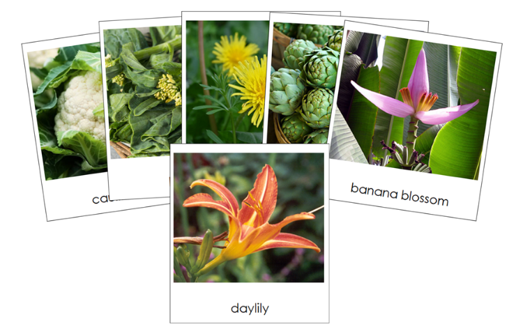 Types of Inflorescent Vegetables 3-Part Classified Cards - Montessori Print Shop Digital Download