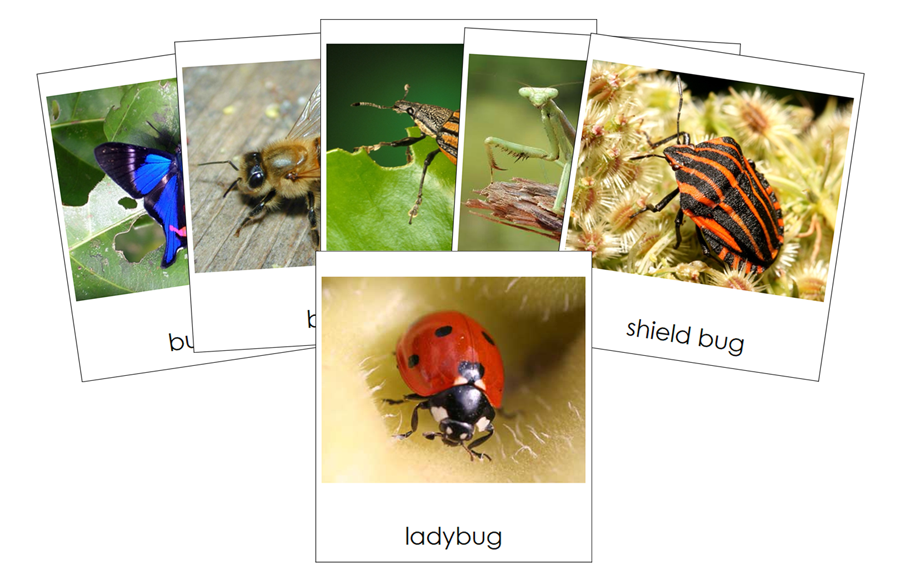 Types of Insects 3-Part Cards by Montessori Print Shop