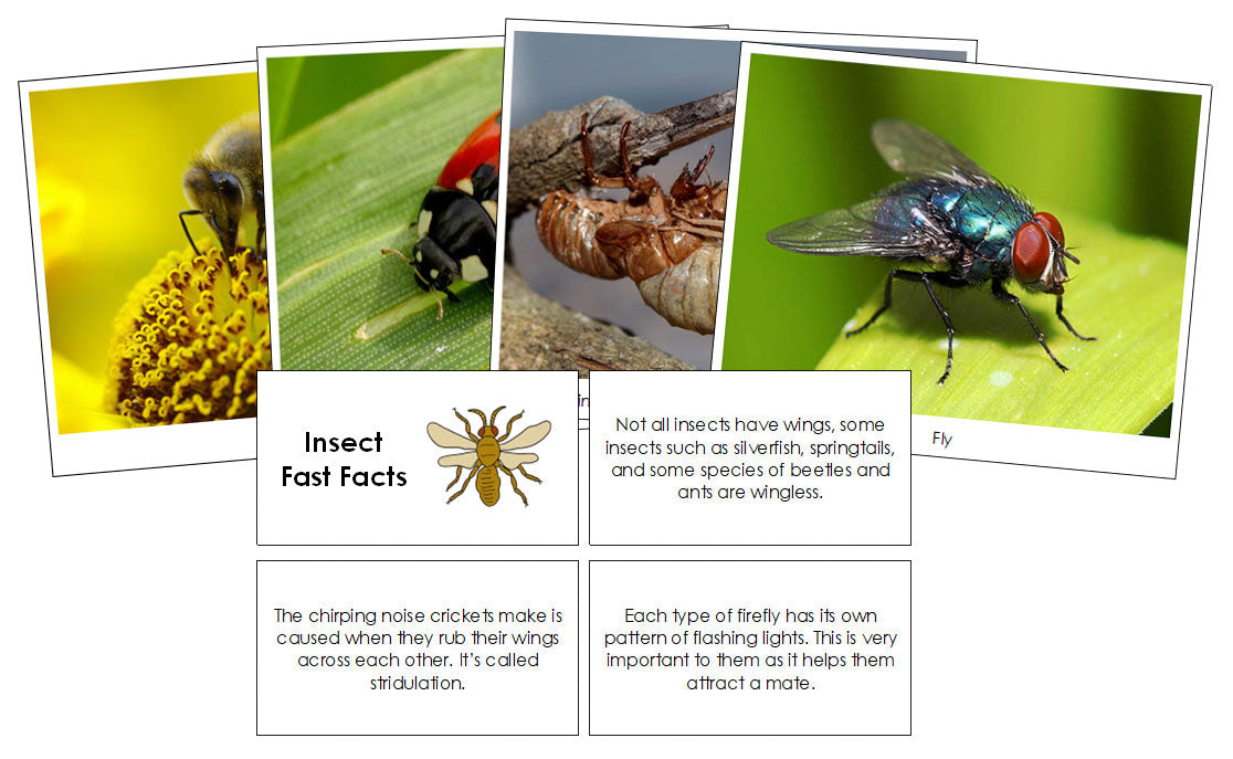 Insect Fact File Examples Insect Fast Facts & Pictures - Montessori Print Shop Digital Download