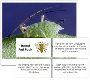 Insect Fast Facts & Pictures - Montessori Print Shop