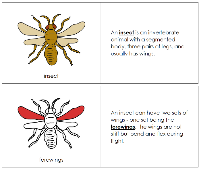 Parts of an Insect Nomenclature Book (red) - Montessori Print Shop Digital Download