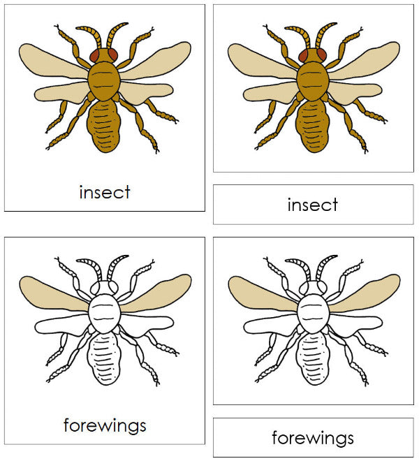 Parts of an Insect Nomenclature 3-Part Cards by Montessori Print Shop