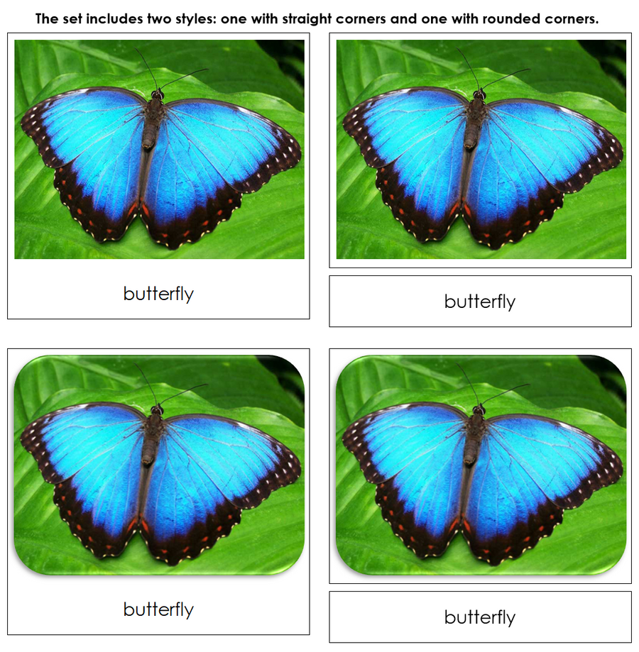 Insects Safari Toob Cards - Montessori Print Shop