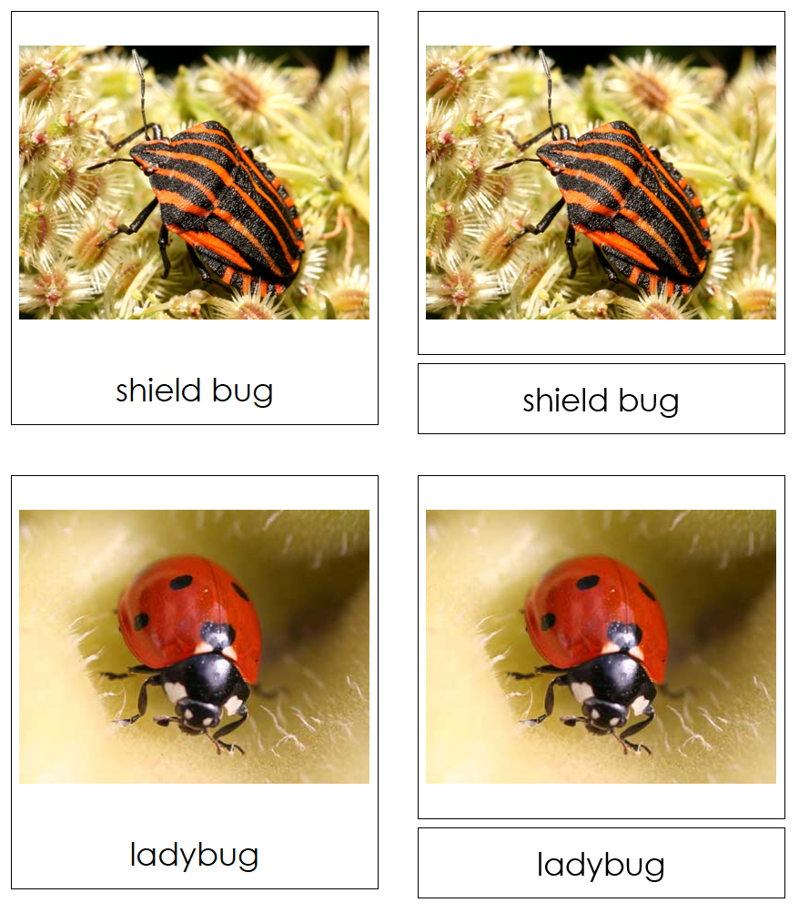 Types of Insects 3-Part Cards by Montessori Print Shop