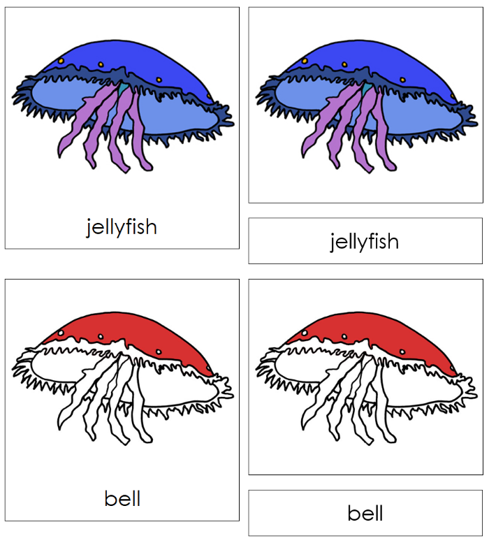 Zoology Nomenclature Bundle (Red) Set 2 - Montessori Print Shop Digital Download