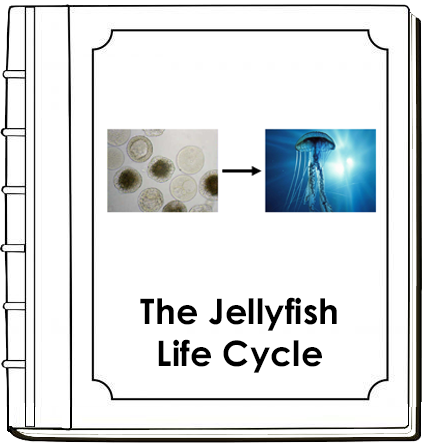 Jellyfish Life Cycle Book - Montessori Print Shop Digital Download