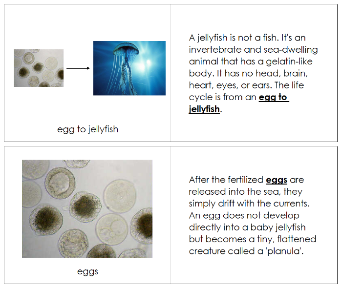 Jellyfish Life Cycle Book - Montessori Print Shop Digital Download