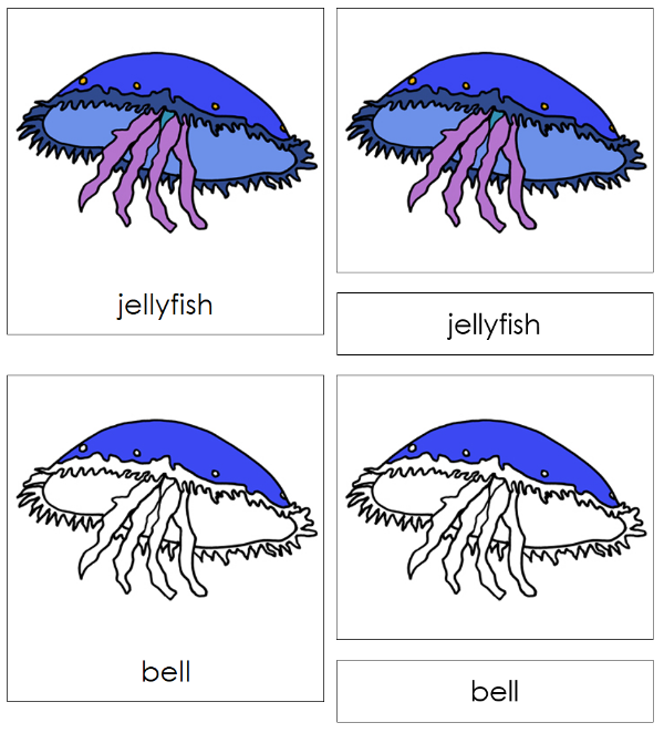 Parts of a Jellyfish 3-Part Nomenclature Cards by Montessori Print Shop