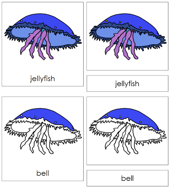 Zoology Nomenclature Bundle Set 2 - Montessori Print Shop Digital Download