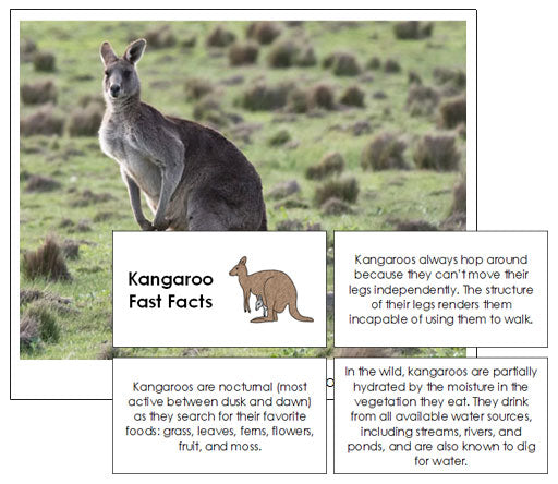 Kangaroo Fast Facts & Pictures - Montessori Print Shop
