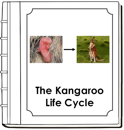 Kangaroo Life Cycle Nomenclature Book - Montessori Print Shop Digital Download