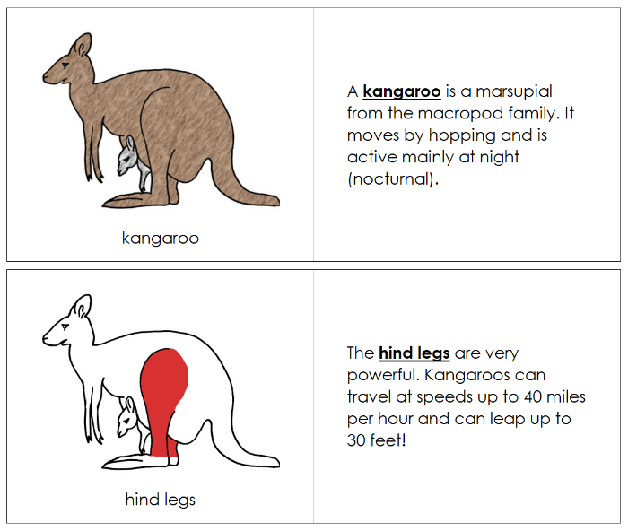 Kangaroo Nomenclature Book (red) - Montessori Print Shop Digital Download
