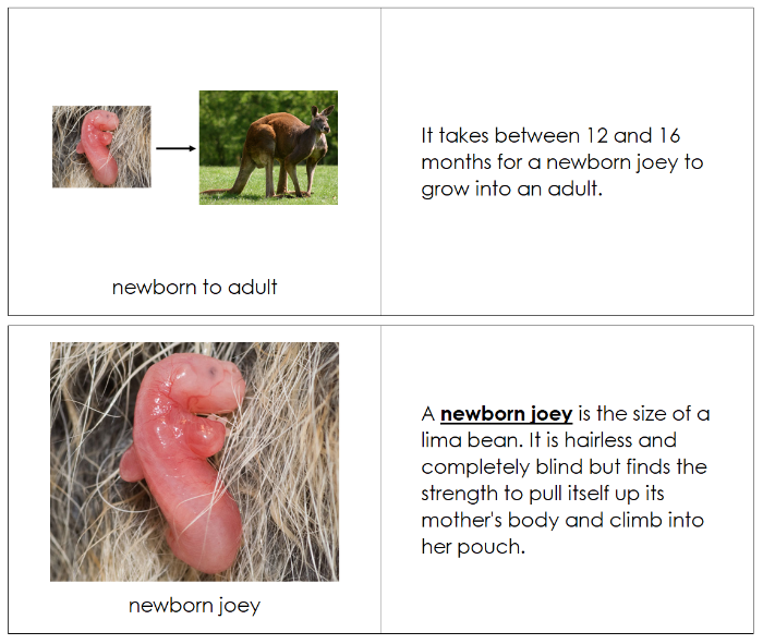 Kangaroo Life Cycle Nomenclature Book - Montessori Print Shop Digital Download