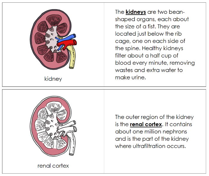 Human Kidney Nomenclature Book - Montessori Print Shop Digital Download