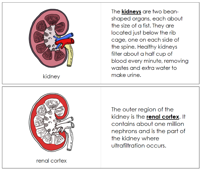 Human Kidney Nomenclature Book (red) - Montessori Print Shop Digital Download