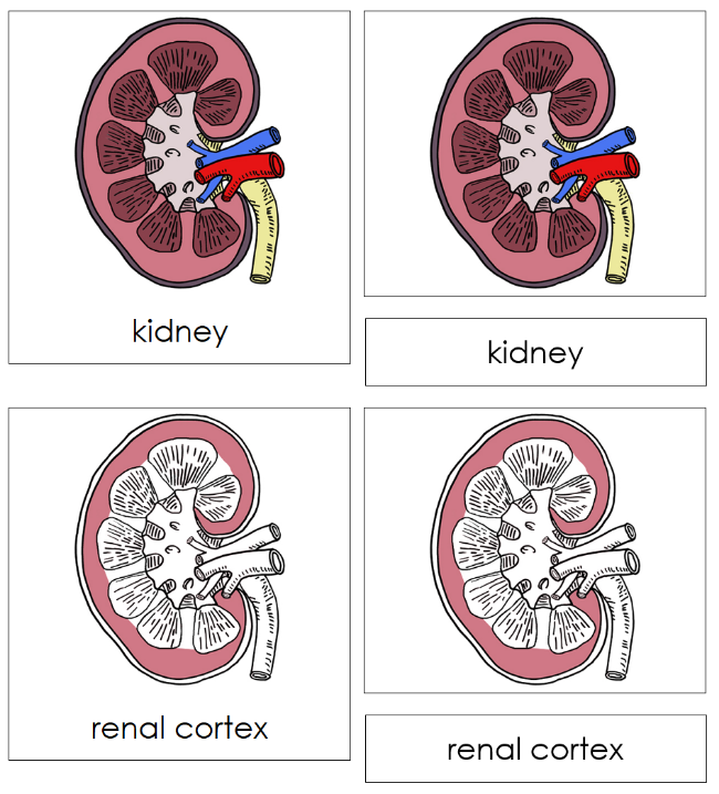 Parts of a Human Kidney Nomenclature Cards - Montessori Print Shop Digital Download