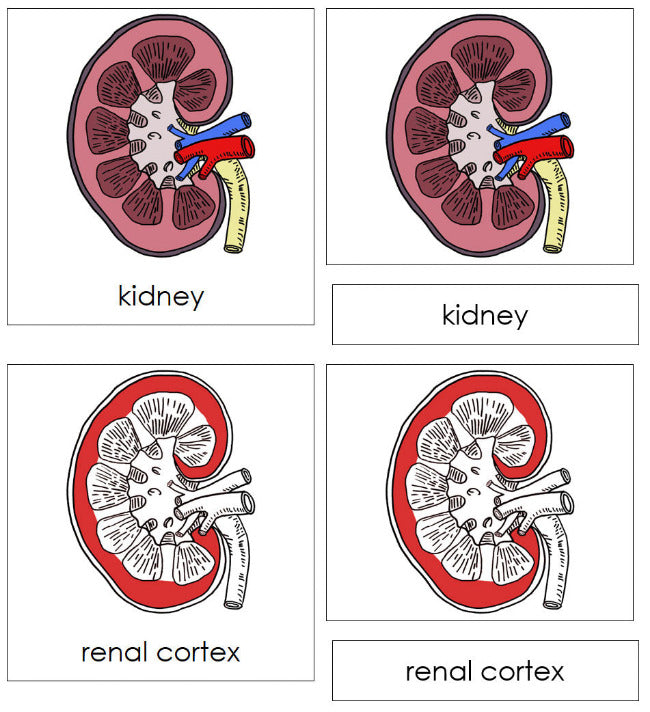 Kidney Nomenclature Cards (red) - Montessori Print Shop Digital Download