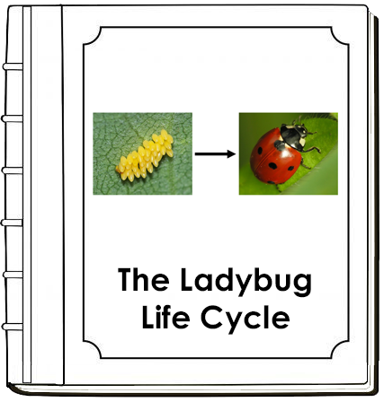 Ladybug Life Cycle Book - Montessori Print Shop Digital Download