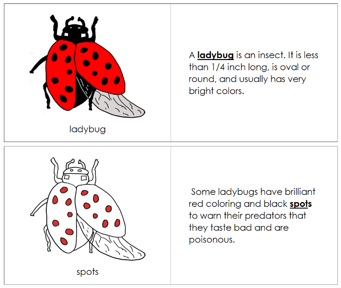 Parts of a Ladybug Nomenclature Book (red) - Montessori Print Shop Digital Download