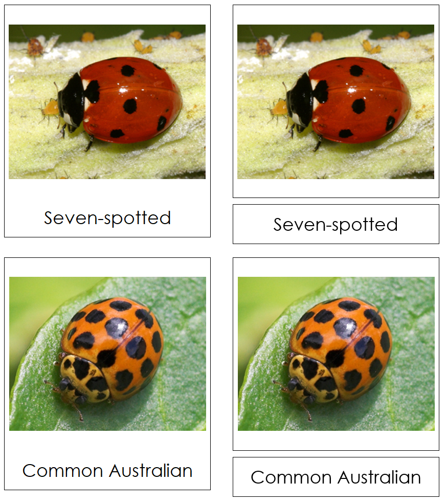 Types of Lady Beetles (Ladybugs) 3-Part Cards by Montessori Print Shop
