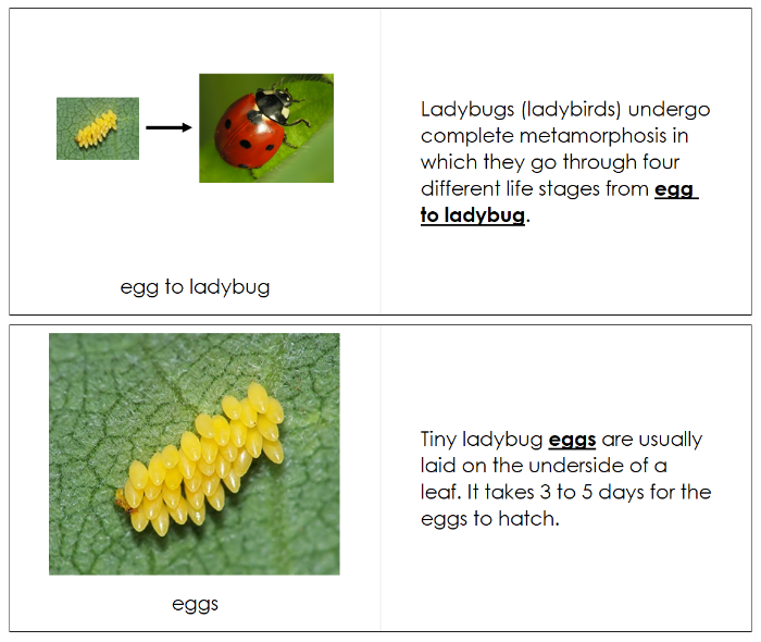 Ladybug Life Cycle Book - Montessori Print Shop Digital Download