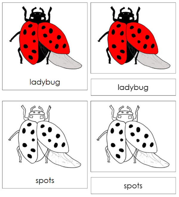 Parts of a Ladybug 3-Part Nomenclature  Cards by Montessori Print Shop