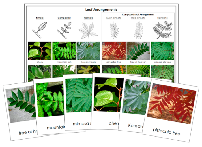 Types of Leaf Arrangements Sorting Cards and Control Chart - Montessori Print Shop Digital Download