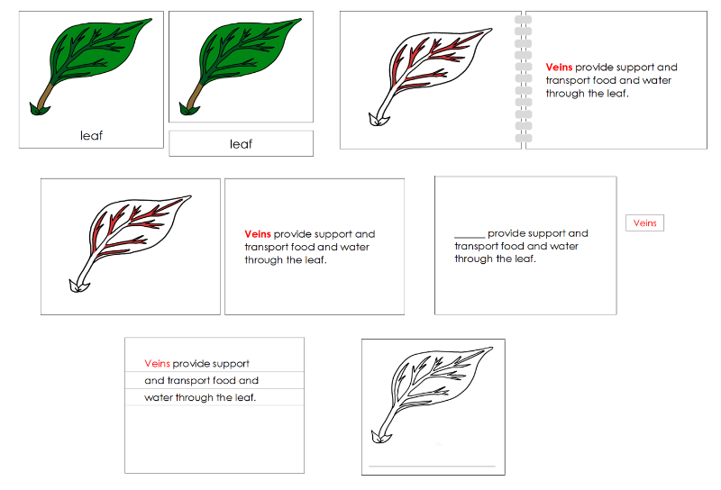 Montessori Leaf Nomenclature Definition Set - Montessori Print Shop Digital Download