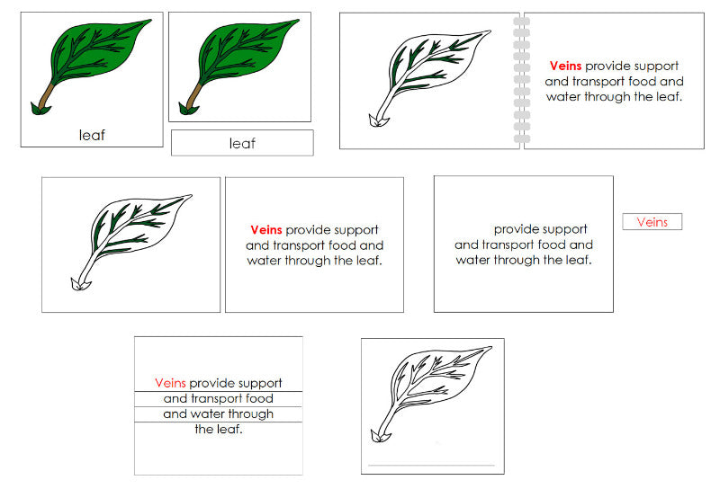 Montessori Leaf Nomenclature Definition Set - Montessori Print Shop Digital Download
