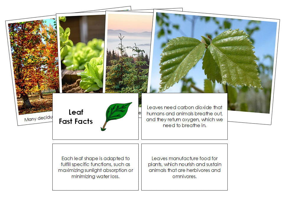 Fast Fact Tree Printable Plant Fast Facts & Pictures - Montessori Print Shop