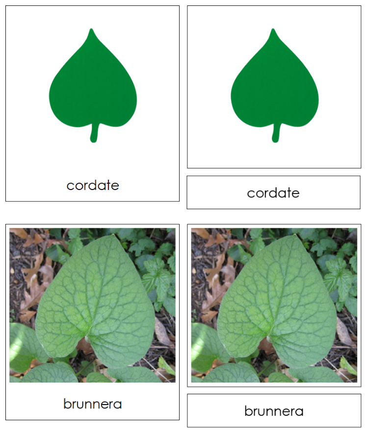 identify house plants by leaf shape Types of Leaf Shapes & Leaves